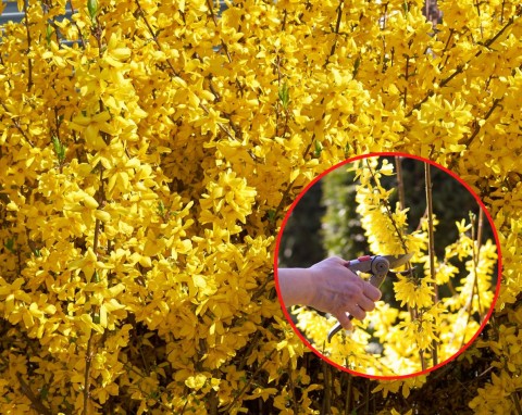 Dlaczego forsycja nie kwitnie? Zastosuj te metody, a gałęzie będą uginać się od żółtych kwiatów