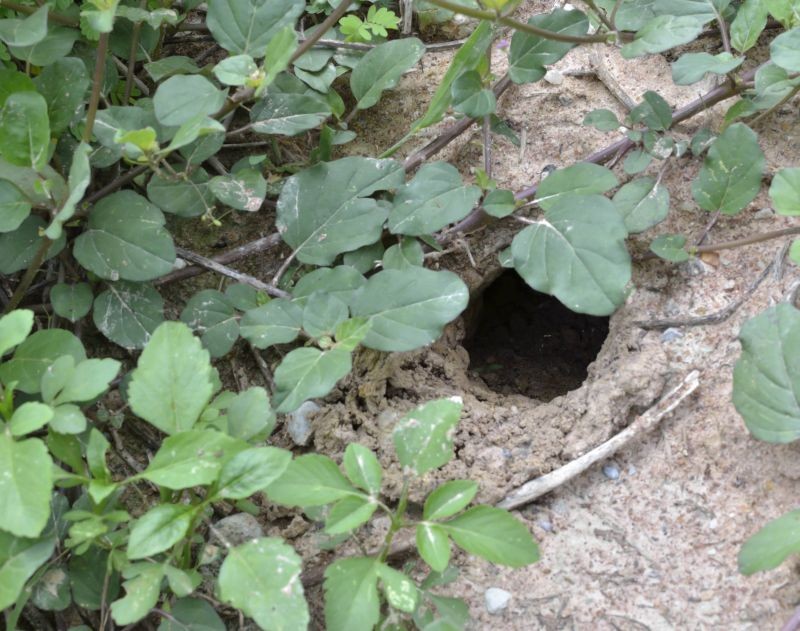 Jak pozbyć się nornic z ogrodu? 