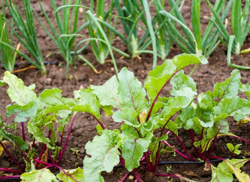 Buraki siejemy do gruntu późną wiosną, gdy minie ryzyko przymrozków.