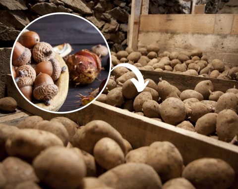 Jak przechowywać ziemniaki na zimę? Stare, sprawdzone metody na to, żeby ziemniaki były twarde i nie kiełkowały