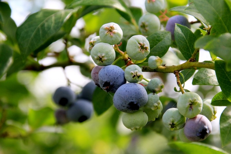 sadzenie borówki amerykańskiej
