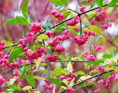 Trzmielina pospolita (Euonymus europaeus)