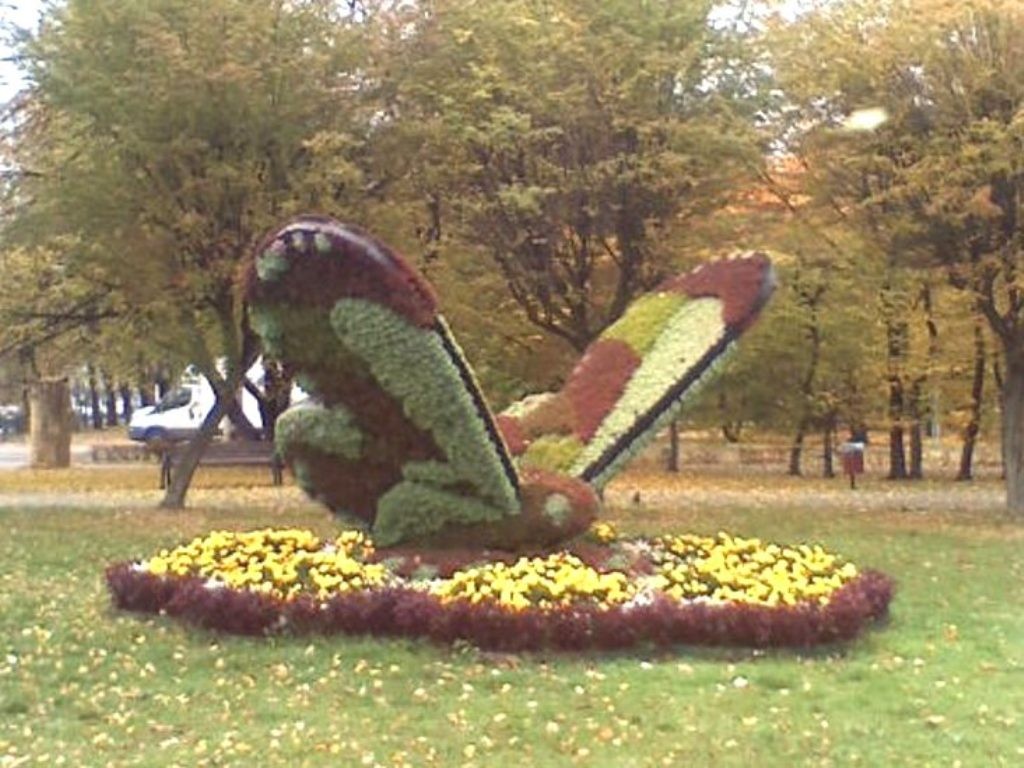 Rośliny, KLOMBY  BYTOMIA - MOTYL