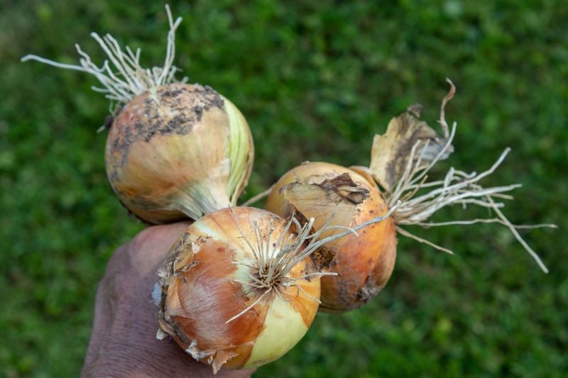 Dobre sąsiedztwo dla cebuli gwarantuje udane zbiory.