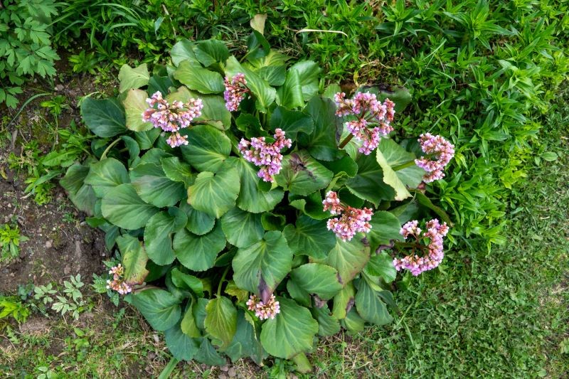 Bergenia sercolistna (Bergenia cordifolia) jest piękna i niewymagająca.