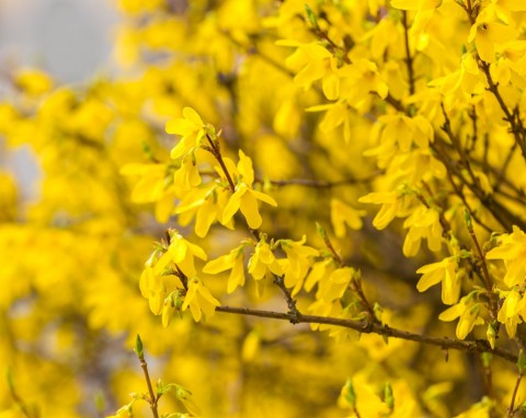 Forsycja pośrednia (Forsythia intermedia)