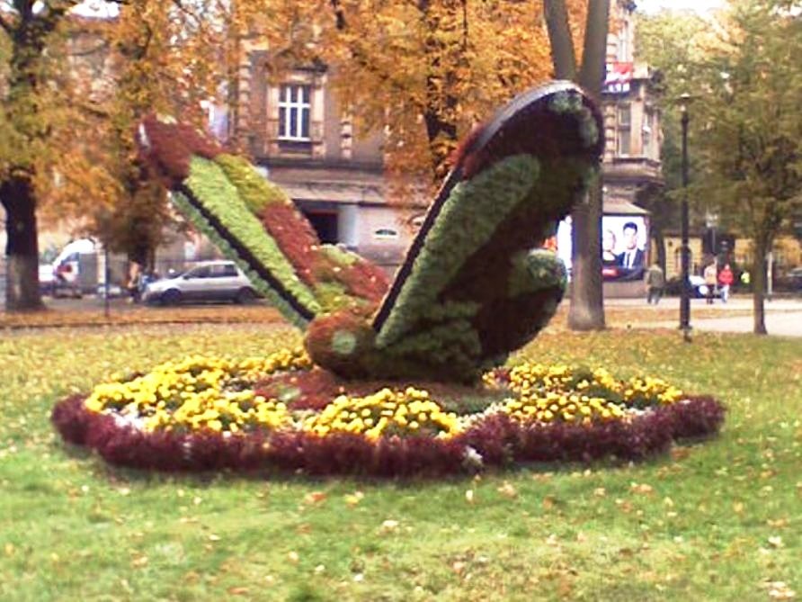 Rośliny, KLOMBY  BYTOMIA - MOTYL