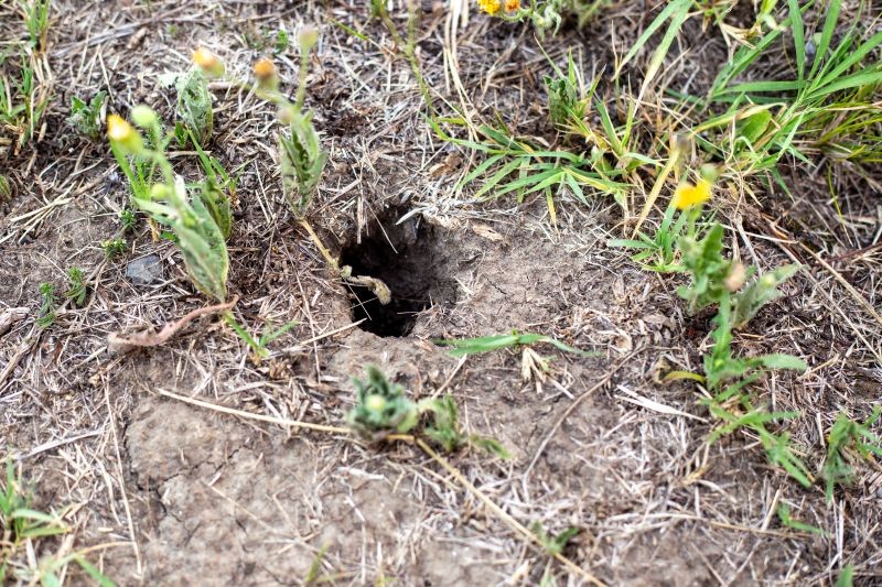Ryjówki mogą kryć się w dziurach w ziemi wykopanych przez nornice.