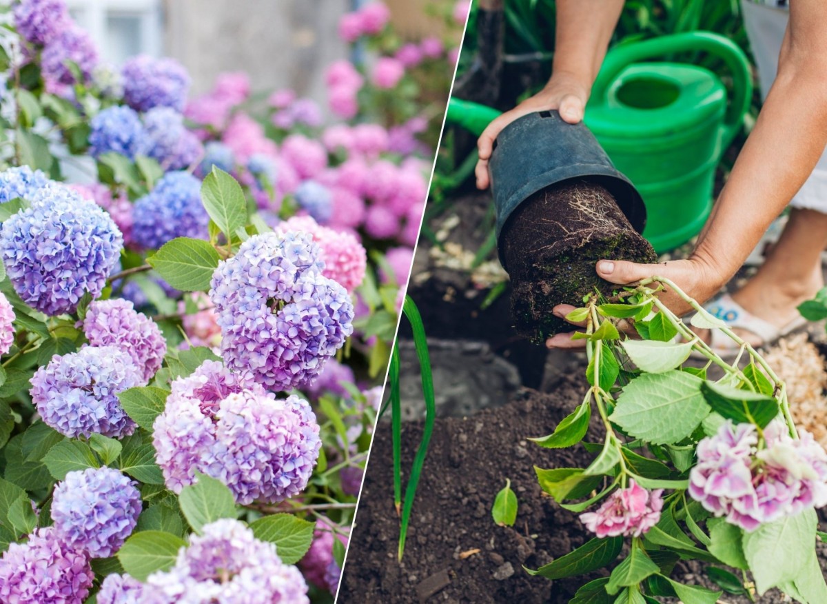 jak sadzić hortensje