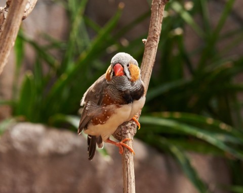 Kolorowe, towarzyskie i bardzo energiczne. Zeberka – jak wygląda domowa hodowla tego egzotycznego ptaka?
