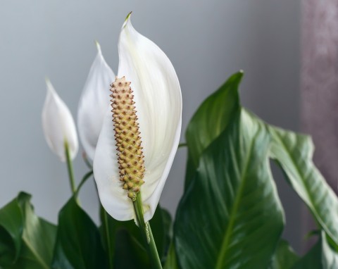 Wrzuć kilka do podstawki. Liście skrzydłokwiatu wreszcie przestaną zasychać