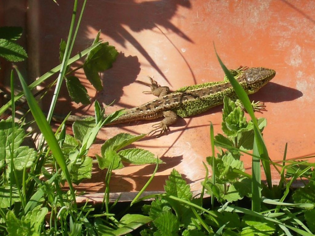 Podróże, DZIKA  FLORA  I  FAUNA  SZCZAWNICY - JASZCZURKA ZWINKA