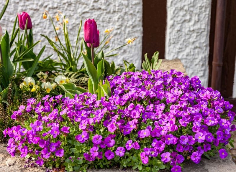 Żagwin ogrodowy najlepiej rośnie i kwitnie na słonecznych stanowiskach.
