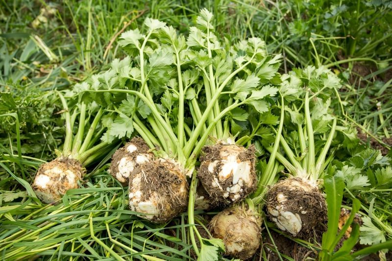 Do przechowywania nadaje się tylko zdrowy, nieuszkodzony seler, który został zebrany w dobrym terminie.