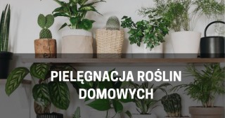 Pielęgnacja roślin domowych