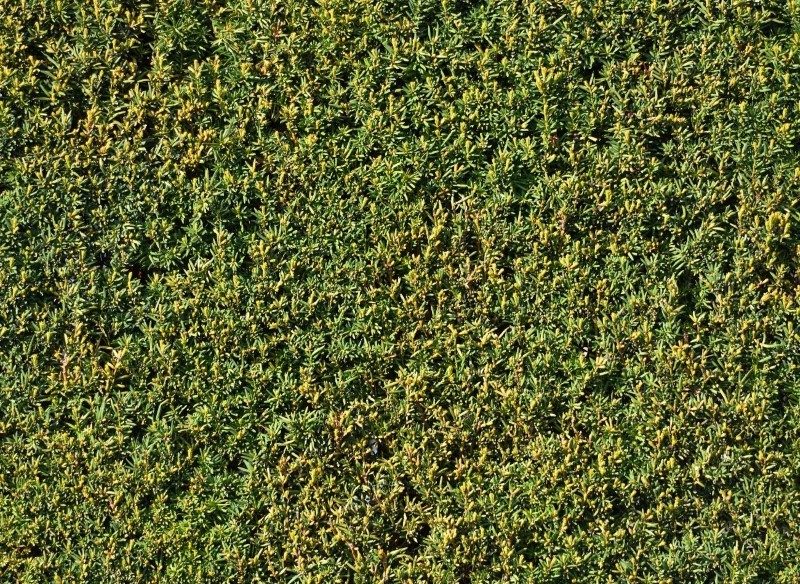 jak sadzić żywopłot z cisa