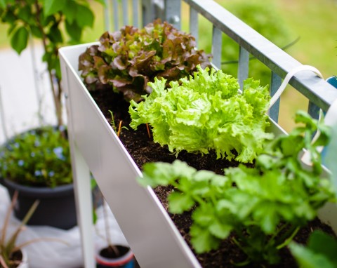Uprawa warzyw w donicach na tarasie i balkonie. Co można sadzić do pojemników?