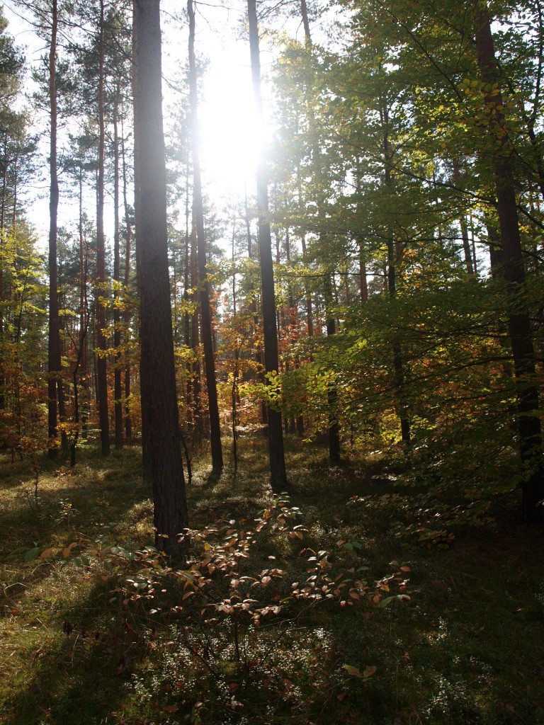 Pozostałe, Liście