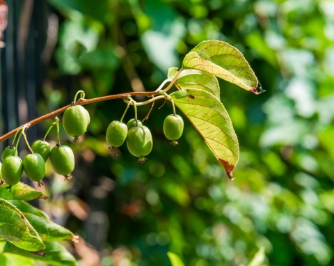 Aktinidia ostrolistna (Actinidia arguta)