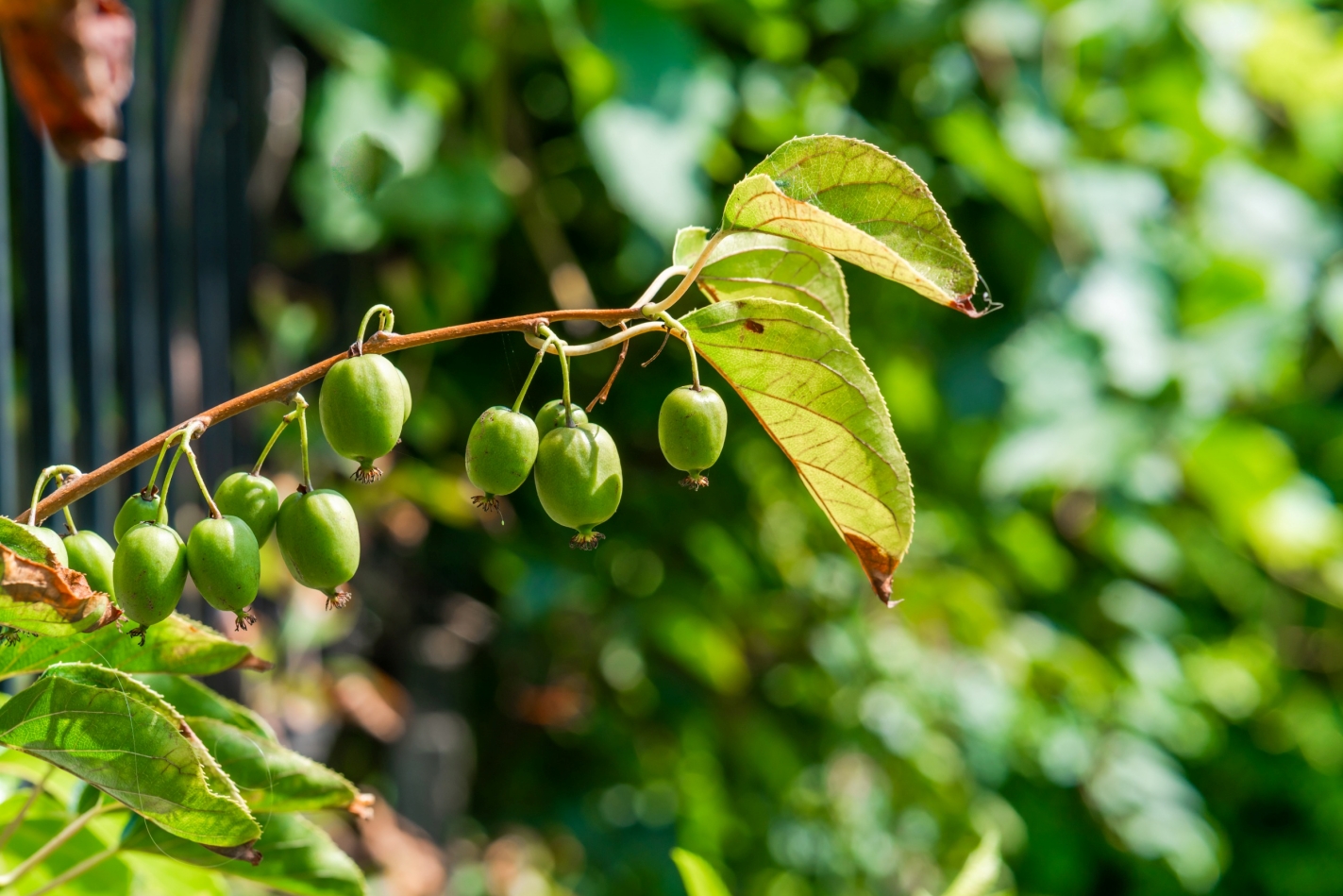 Aktinidia ostrolistna (Actinidia arguta) – uprawa, pielęgnacja ...