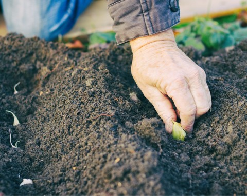 Co siejemy i sadzimy w grudniu? Lista kwiatów, warzyw, krzewów i drzew