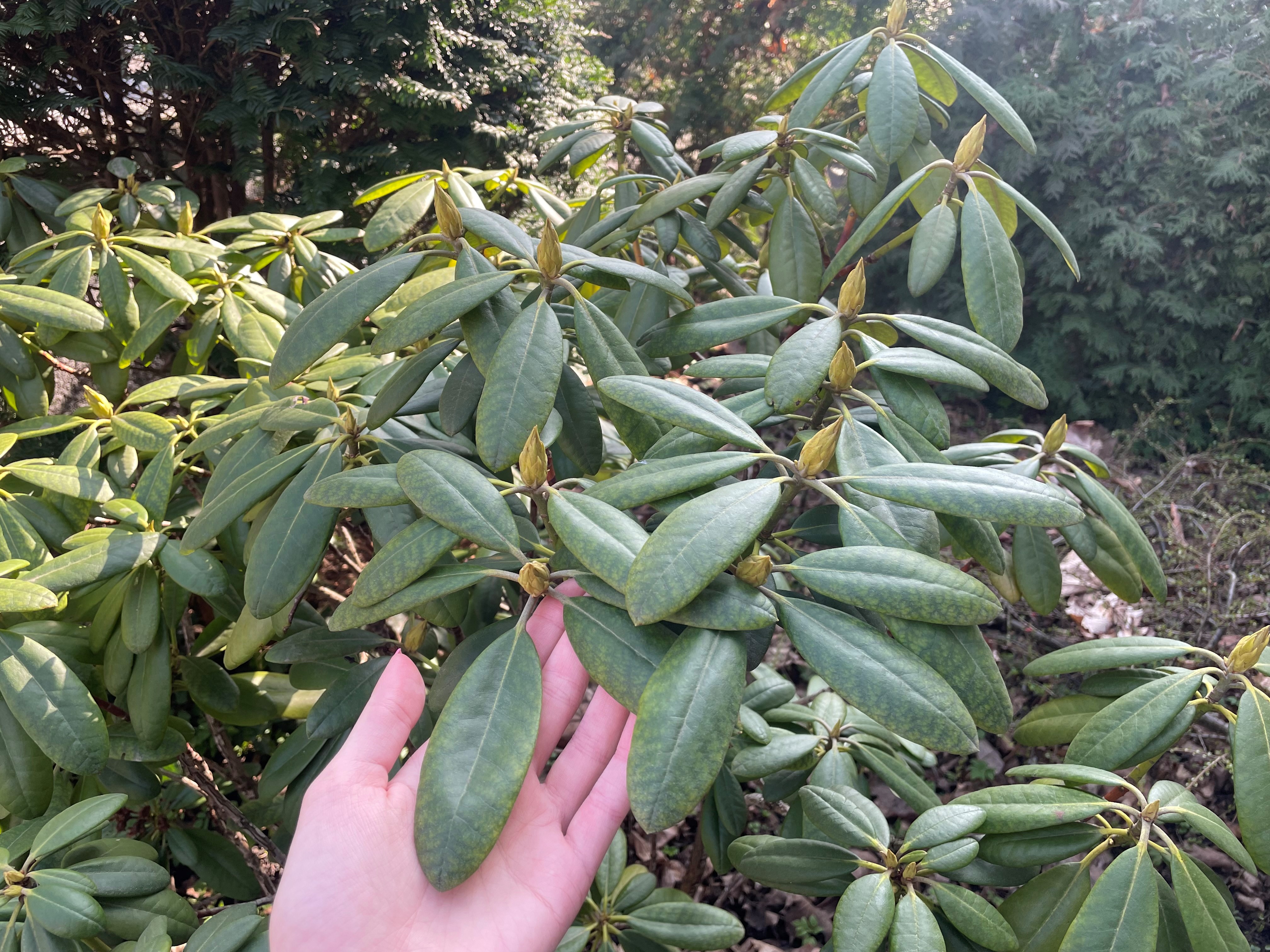  Rododendrony przetrwają najcięższe mrozy. Dobry sposób na zabezpieczenie krzewu