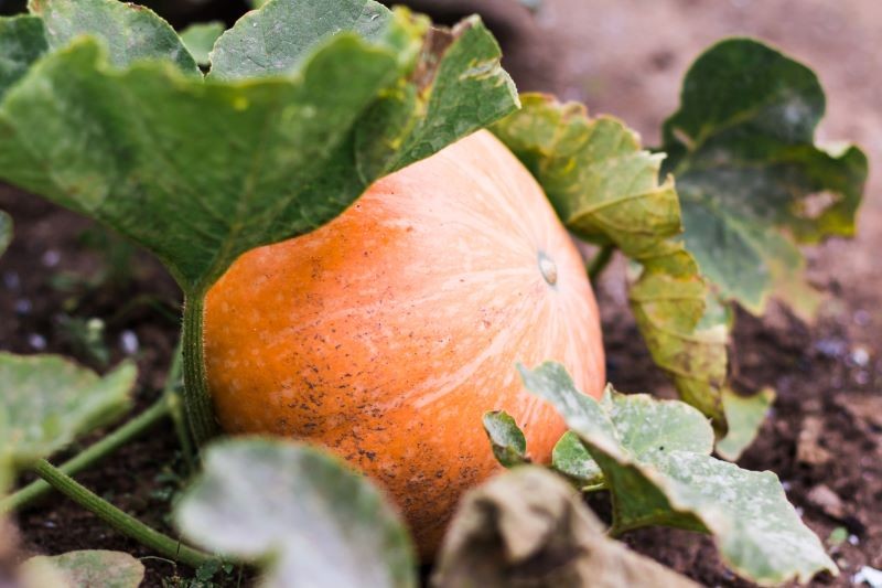 Nasiona dyni pozyskujmy z dorodnych i w pełni dojrzałych owoców.