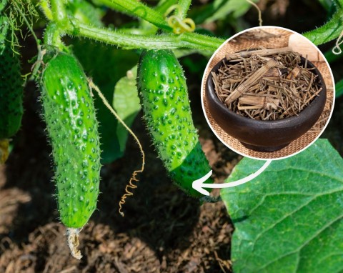 Jak nawozić ogórki gruntowe w lipcu? Cztery naturalne nawozy, jak rozpoznać przenawożone ogórki