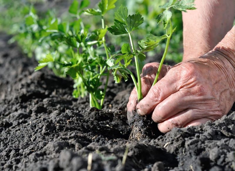 O rozsadę selera trzeba odpowiednio zadbać.