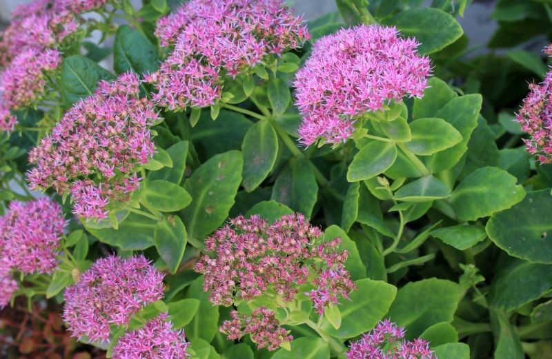 Jesienią rozchodnik okazały zapiera dech miododajnymi kwiatami.