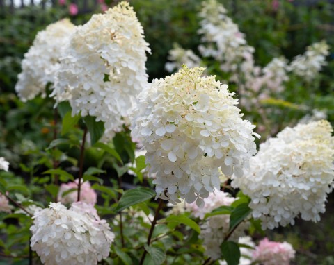 Zapobiega wypłukiwaniu minerałów z gleby, pobudza kwitnienie i owocowanie. Ogrodnicy dopiero go poznają