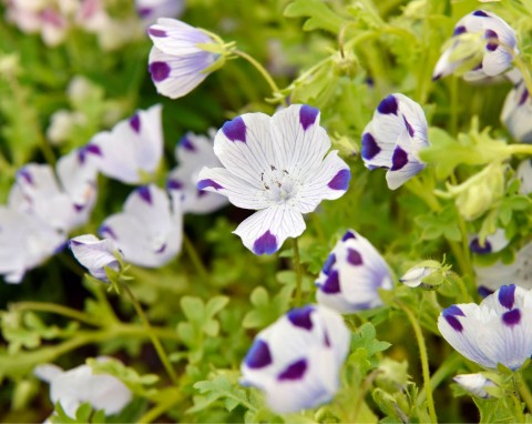 Nemofila plamista (Nemophila maculata)