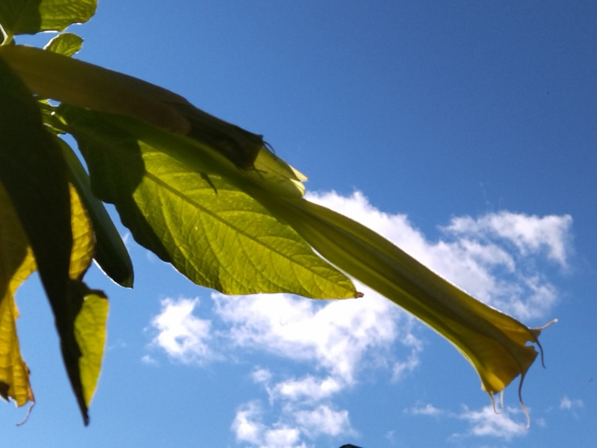 Rośliny, Jesienna galeria..... - ....................i datura..................