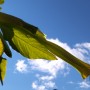 Rośliny, Jesienna galeria..... - ....................i datura..................