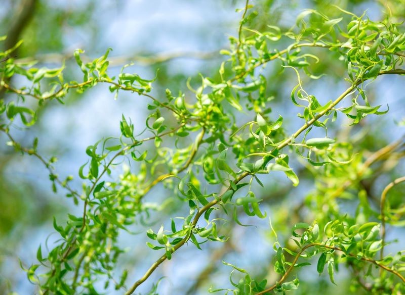 Atutem wierzby mandżurskiej Tortuosa są powyginane pędy i liście.