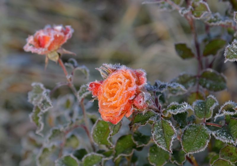 Róże są wrażliwymi roślinami, które wymagają ochrony przed mrozem.