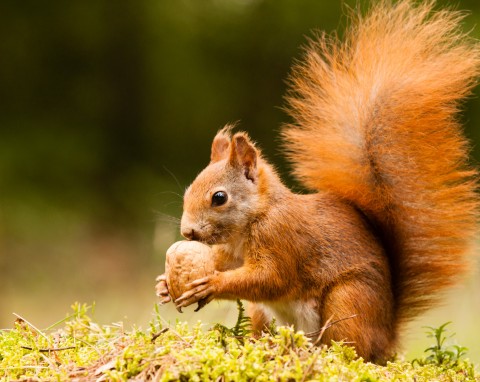 Co jedzą wiewiórki? Zasady dokarmiania wiewiórek jesienią i zimą