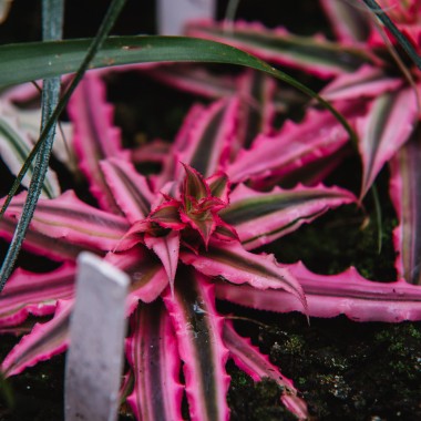 Skrytokwiat (Kryptanus)
Fot. 123.RF