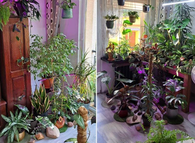 W każdym kącie w mieszkaniu pana Adama stoją kwiaty. 