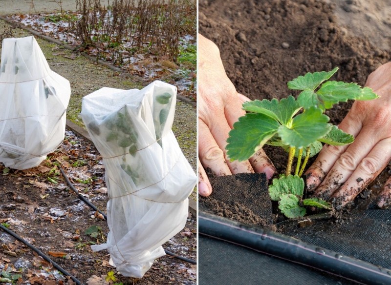do czego służy agrowłóknina