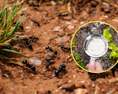 Dlaczego mrówki osiedlają się w ogrodzie warzywnym? Żółty proszek z kuchni przepędzi je na zawsze