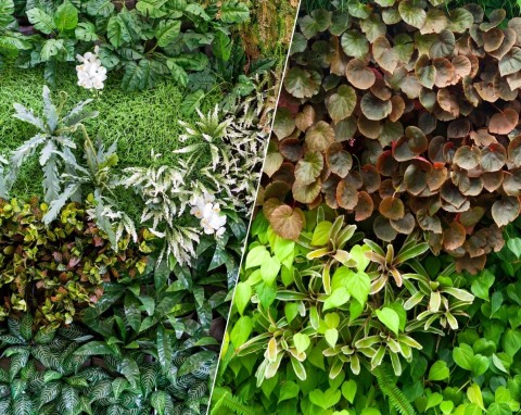 Zielone ściany z roślin w domu. Wszystko, co musisz wiedzieć, zanim się zdecydujesz