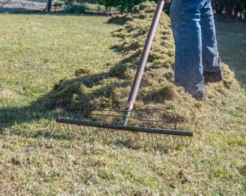 Masz dość mchu na trawniku? Wykorzystaj prostą metodę, a od razu zobaczysz efekt