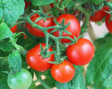 Wszystko, co warto wiedzieć o uprawie pomidorów koktajlowych w gruncie i w doniczkach