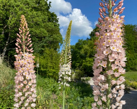 Pustynnik olbrzymi (Eremurus robustus)