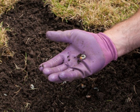 Pędraki w trawniku – jak się ich pozbyć? Wypróbuj domowy oprysk z czosnku