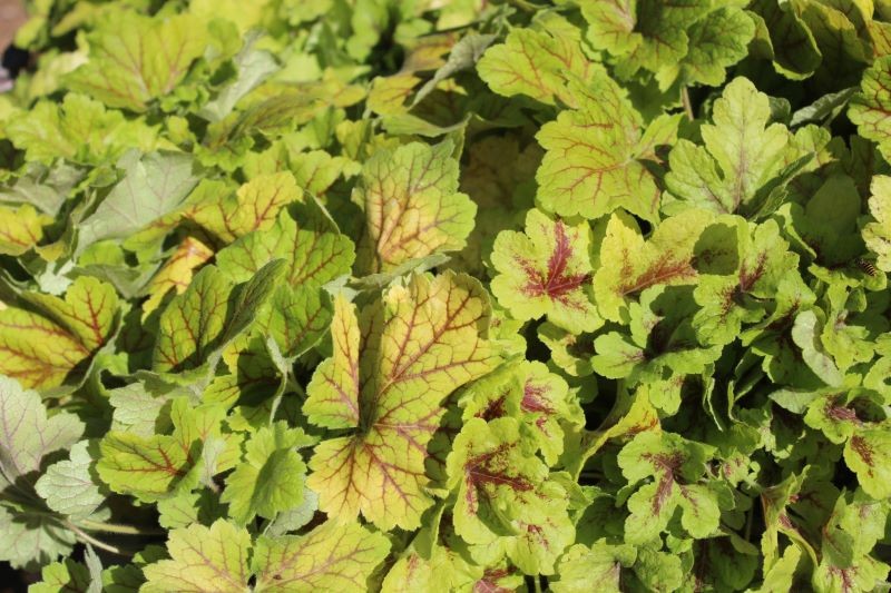 Poszczególne odmiany żurawek różnią się między sobą kolorem liści.