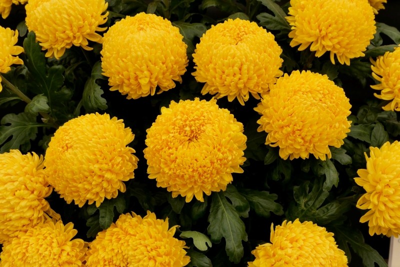 chryzantemy na cmentarz