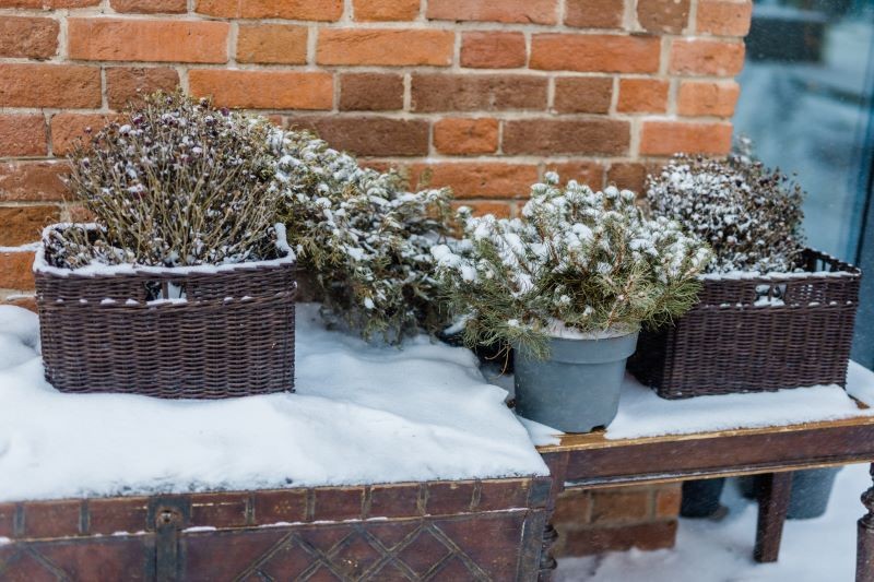 Rośliny na podwyższeniu