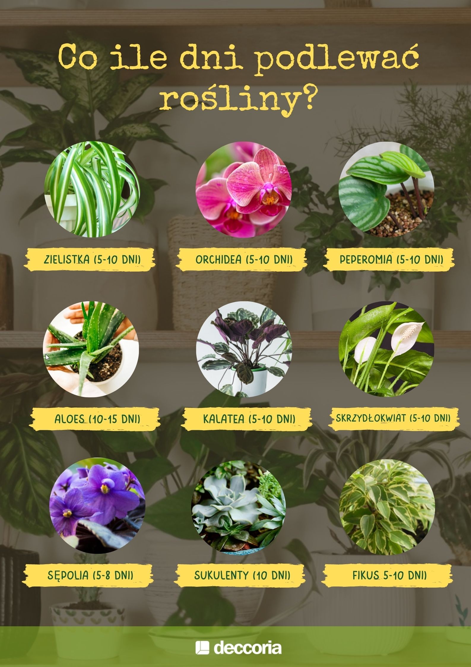infografika, jak podlewać kwiaty